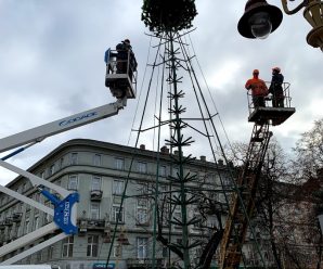 Центральна ялинка вже почала зеленіти